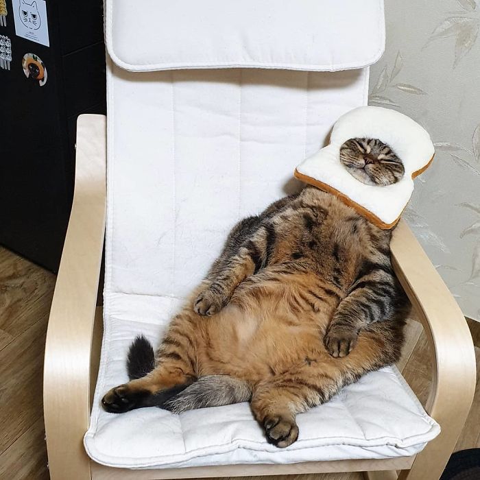 11 милых фото кота Мангго, которого так и хочется потискать