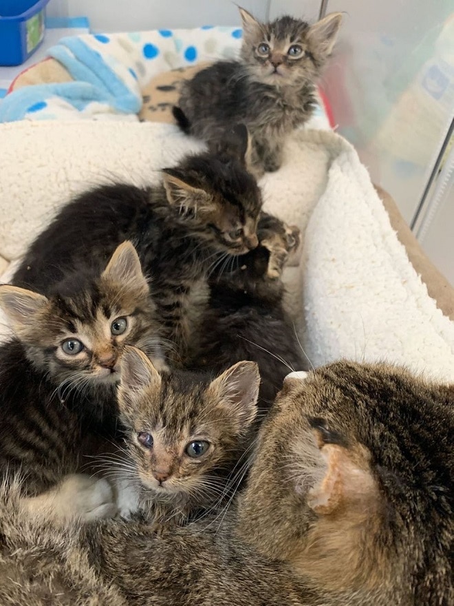 Полосатые котята Котята лежат на коте