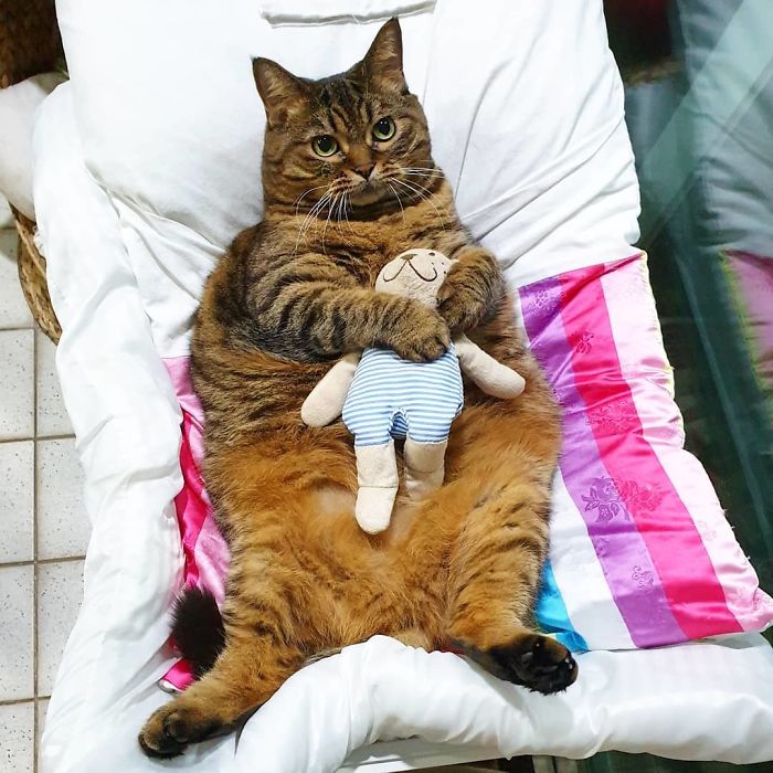 11 милых фото кота Мангго, которого так и хочется потискать
