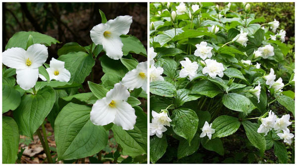 Trillium grandiflorum North Carolina Native Plant Societyи его сорт &amp;amp;amp;lsquo;Flore Pleno&amp;amp;amp;rsquo;, фото сайта www.haw.org.uk