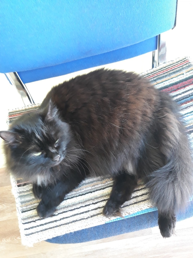 кот нашел постоянный дом черный кот