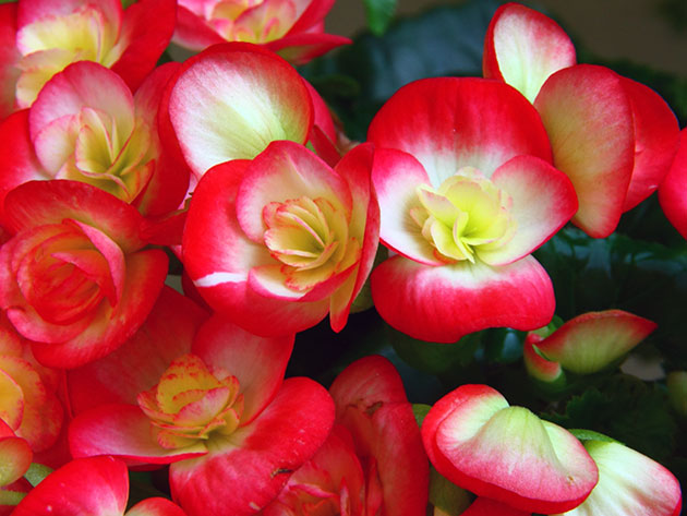 Бегония элатиор (Begonia x elatior) Бегония элатиор (Begonia x elatior)