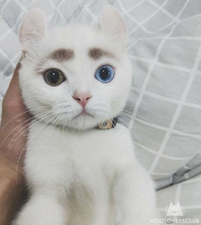 17 животных, раскрашивая которых, природа была в ударе 17 животных, раскрашивая которых, природа была в ударе