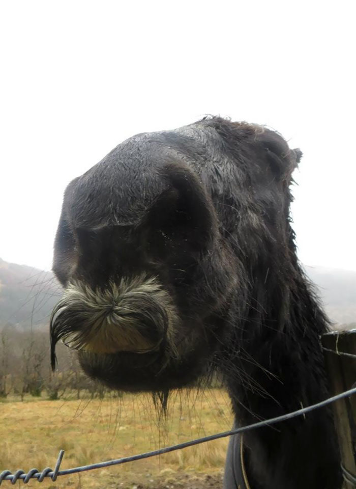 At The Weekend I Came Across A Horse With A Moustache. I Named Him Moustachio