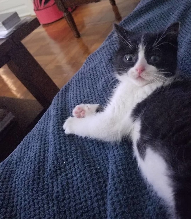 Котенок на пледе Котенок на кровати