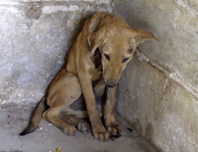 Спасение раненого щенка из храма в Индии