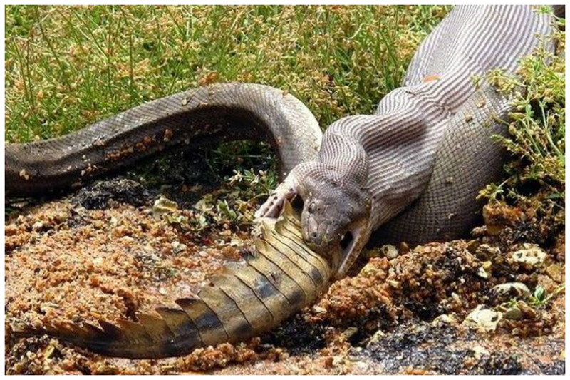  В длину самая большая змея обычно достигает 5-6 метров, но иногда встречаются и 9-метровые экземпляры. Самой же длинной из пойманных змей была гигантская анаконда длиной 11,43 метра и весом около тонны анаконда, змеи, интересное, природа, факты, фауна