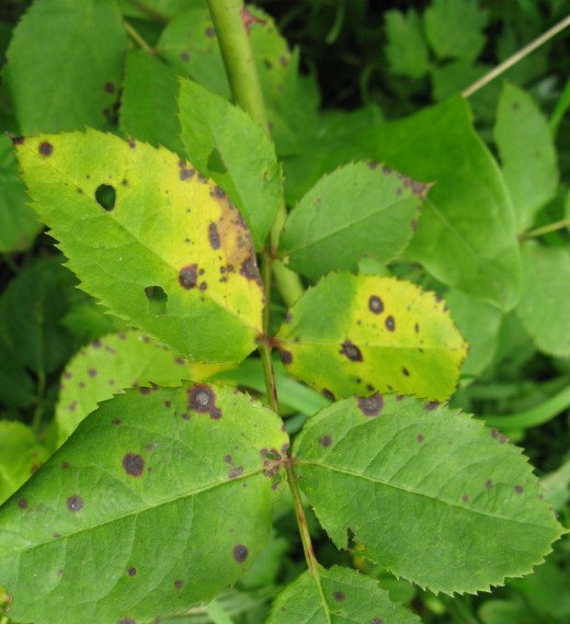 Ложная мучнистая роса, пероноспороз (Peronospora parasitica)