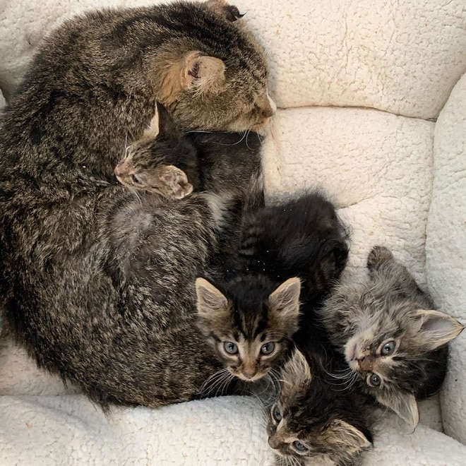 Кот с котятами Котята и кот