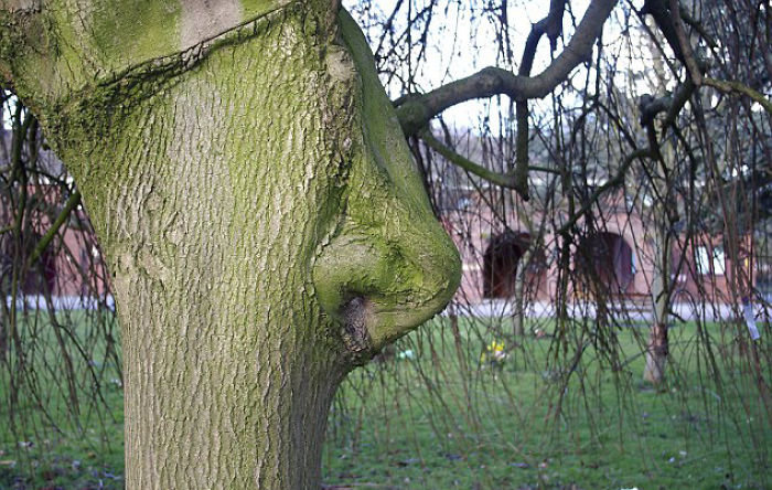 6. Árbol con una nariz árbol, árboles, ilusión óptica, pareidolia, parece pero no lo mismo, parece, parece una cara