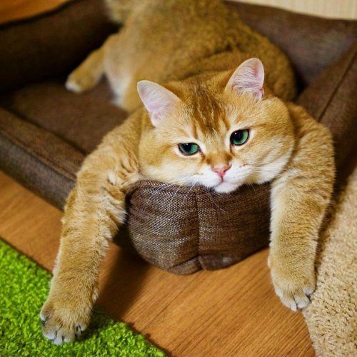Котик Хосико, которого называют Котом в сапогах в реальной жизни Котик Хосико, которого называют Котом в сапогах в реальной жизни