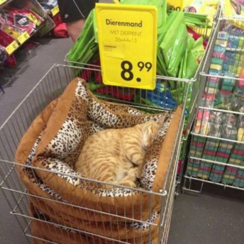 Почти получилось (30 фото) Почти получилось (30 фото)