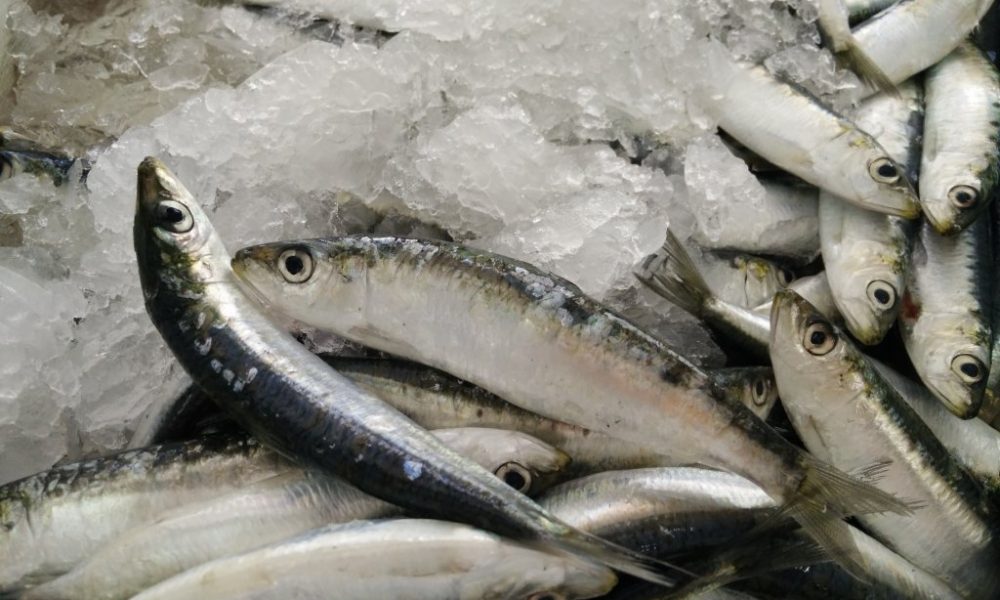Рыба, сом, макрель, скумбрия, тунец, угорь, пангасиус, сибас, морской окунь, гемпилотоксин, масляная рыба, тайлфиш, гребнеголов, рыбалка, ртуть, нитрофуразон, Вьетнам, Меконг, как выбрать рыбу, как выбрать лосось