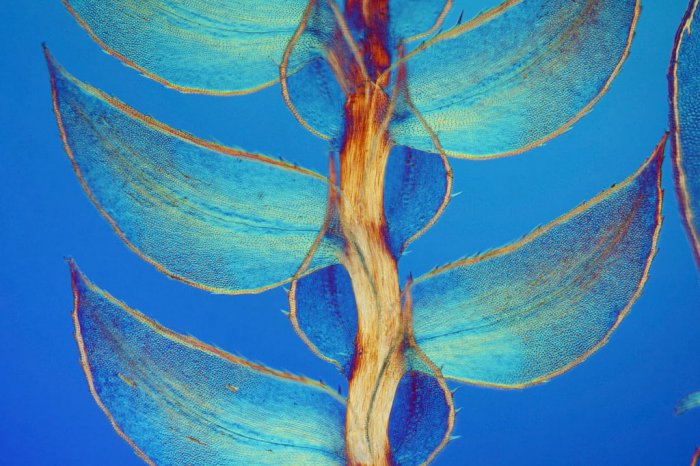Снимки фотоконкурса «Nikon Small World 2016» (18 фото) Интересные микро снимки живой природы (18 фото)