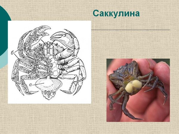 На первом этапе в краба-носителя проникает лишь пара десятков клеток паразита.