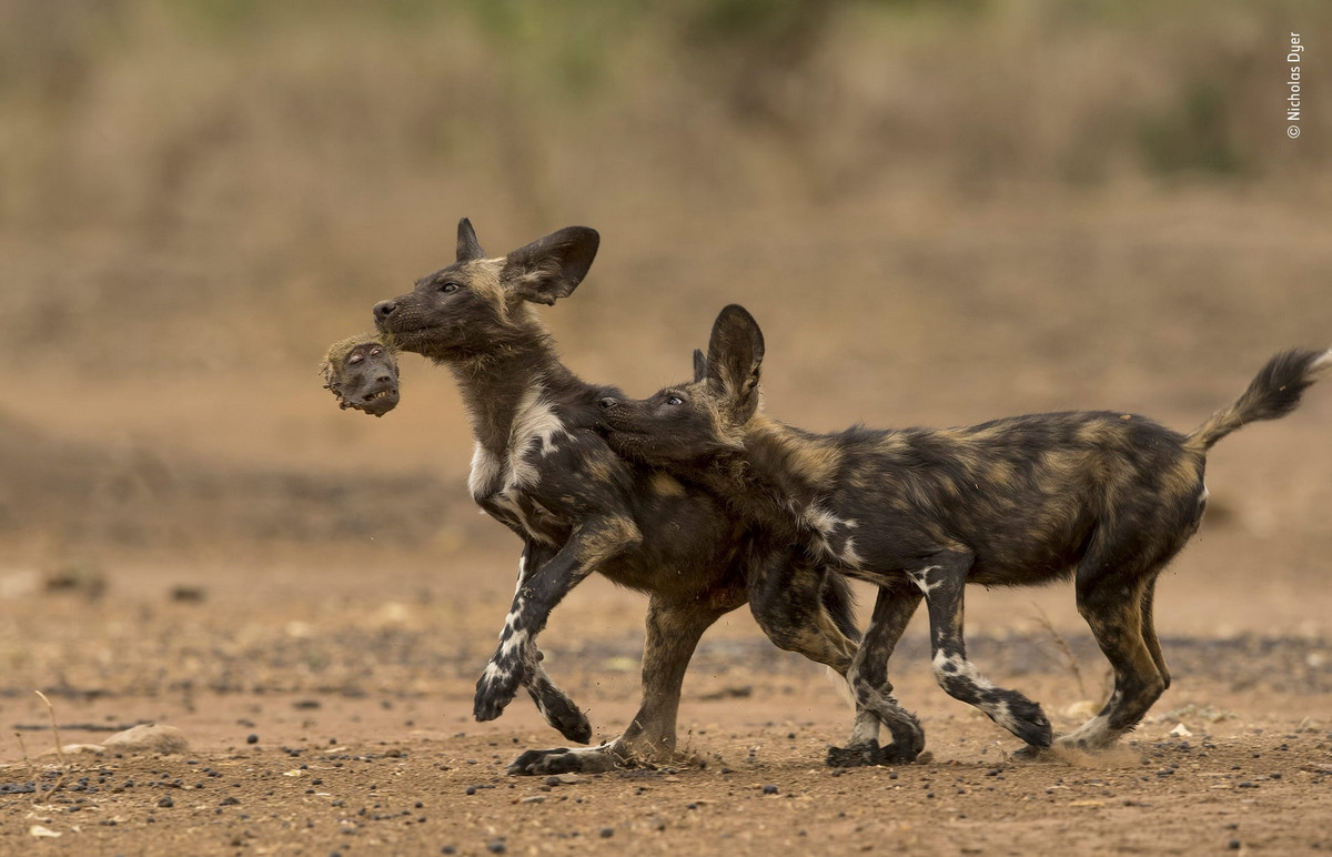 Потрясающие работы конкурса Wildlife Photographer 2019 и 2018