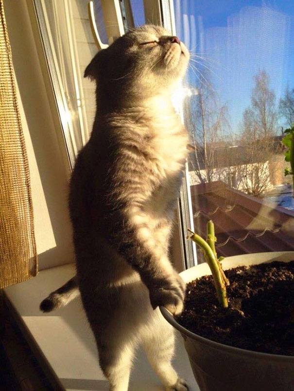 20 кошек, которые любят тепло больше, чем кто-либо кошки которые любят тепло, кошки и солнце