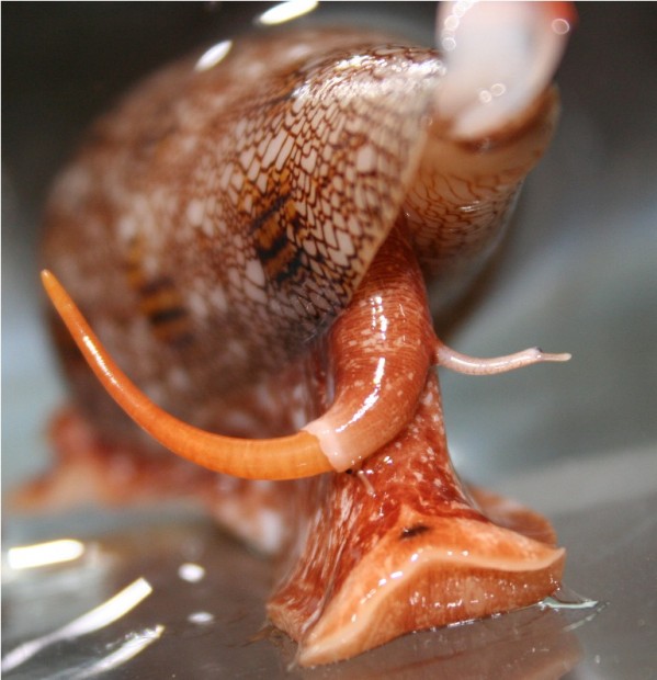 Ядовитые моллюски Конус (лат. Conidae) (англ. Conus)