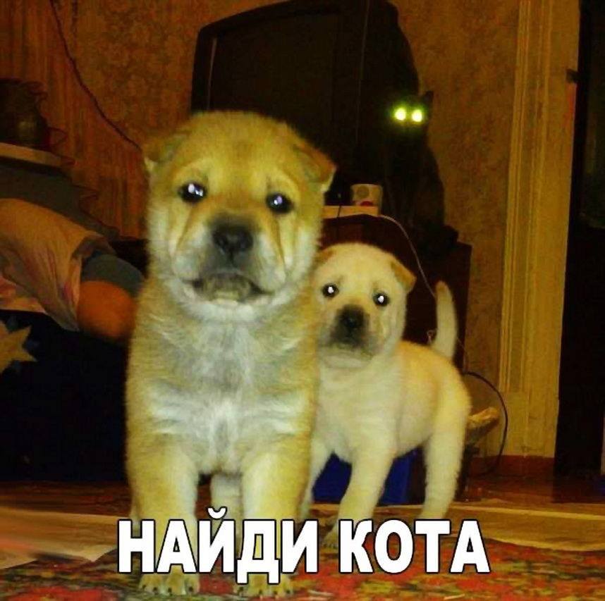 "Говорю мужу: ..." Улыбаться не пробовали ?