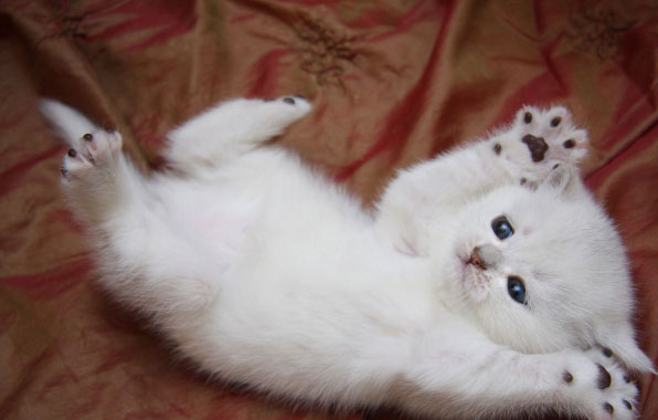 кошки, котята, мило. кошки, котята, мило.