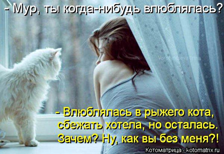 Пятничная котоматрица! Пятничная котоматрица!