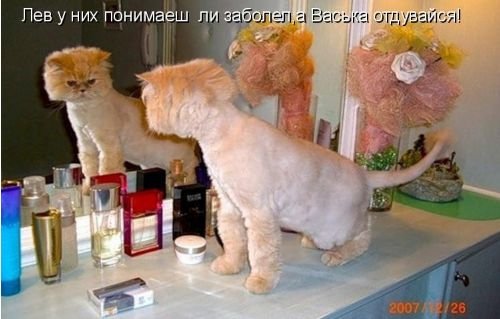 Кот прически игра Кот прически игра