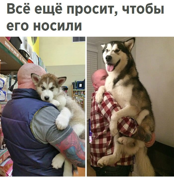 Злобные (сарказм) комментарии о последних событиях в мире Злобные (сарказм) комментарии о последних событиях в мире
