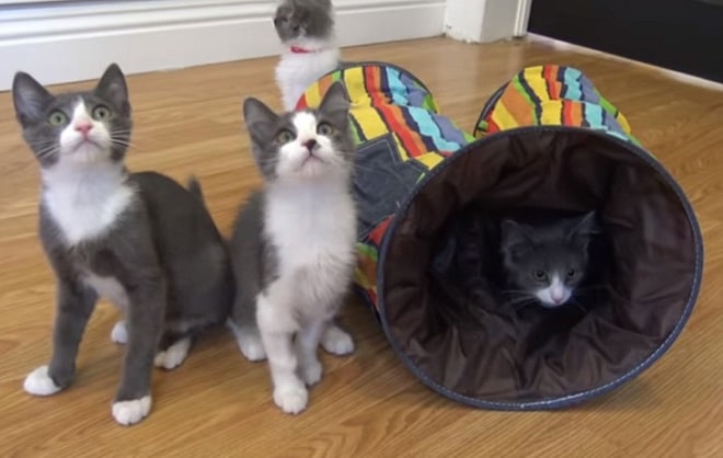 Серо-белые котята Котята в приюте