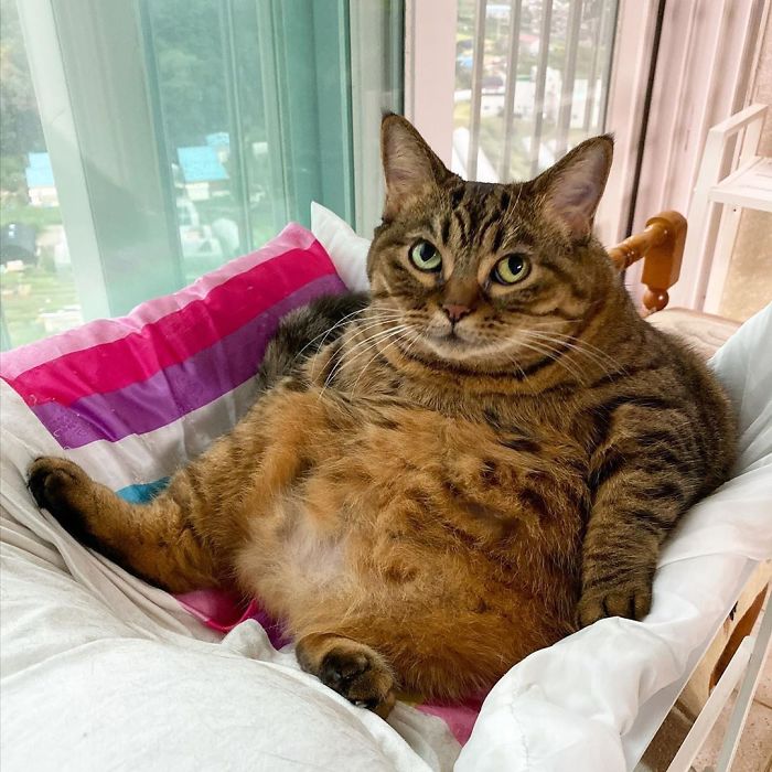 11 милых фото кота Мангго, которого так и хочется потискать