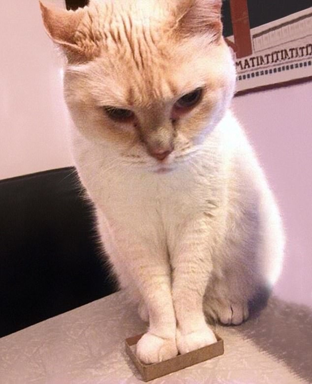 Коробочка моя! Отдохну пока в ней, как могу, а то стащат ведь... Коробочка моя! Отдохну пока в ней, как могу, а то стащат ведь... животные, коты, смешно, фото