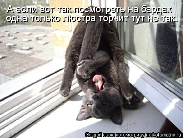 Пятничная котоматрица! Пятничная котоматрица!
