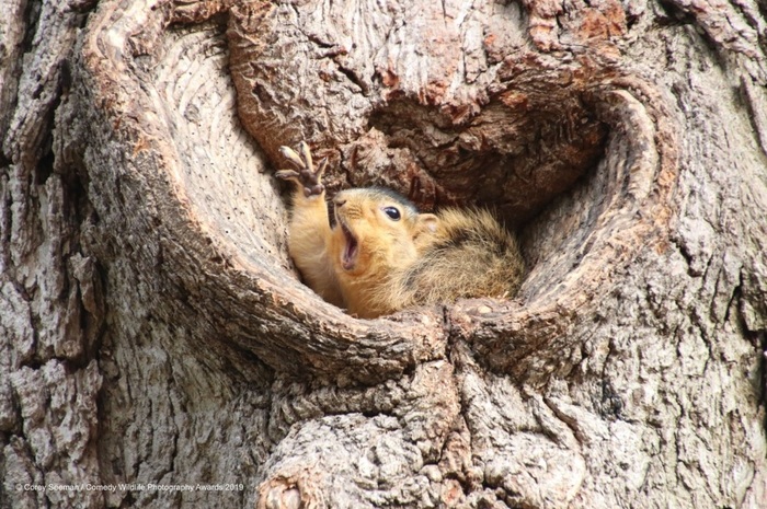 Финалисты конкурса Comedy Wildlife Photography Awards: самые забавные фотки из мира дикой природы за 2019 год Фотография, Дикая природа, Животные, Птицы, Длиннопост