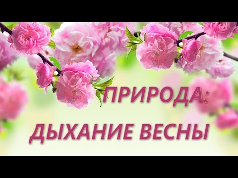 Природа: дыхание весны. Spring nature Природа: дыхание весны. Spring nature