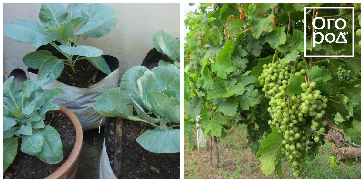 ������� � ��������