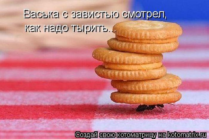 Самые весёлые котоматрицы)) Самые весёлые котоматрицы))