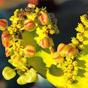 Молочай ложный кактус (Euphorbia pseudocactus) Молочай ложный кактус (Euphorbia pseudocactus)