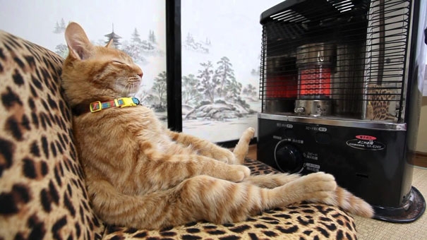 20 кошек, которые любят тепло больше, чем кто-либо кошки которые любят тепло, кошки и солнце