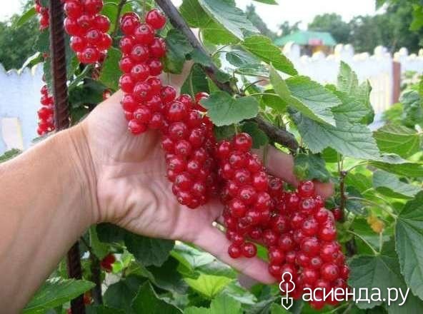 В десять раз больше урожай малины и смородины!