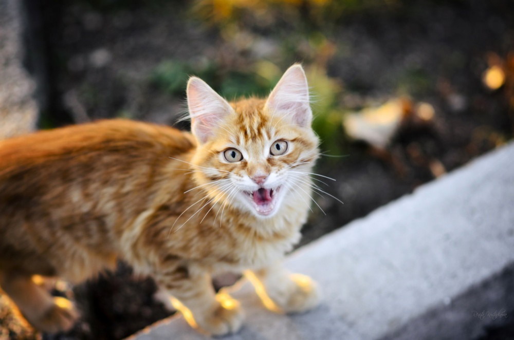 животные которые смотрят прямо в объектив