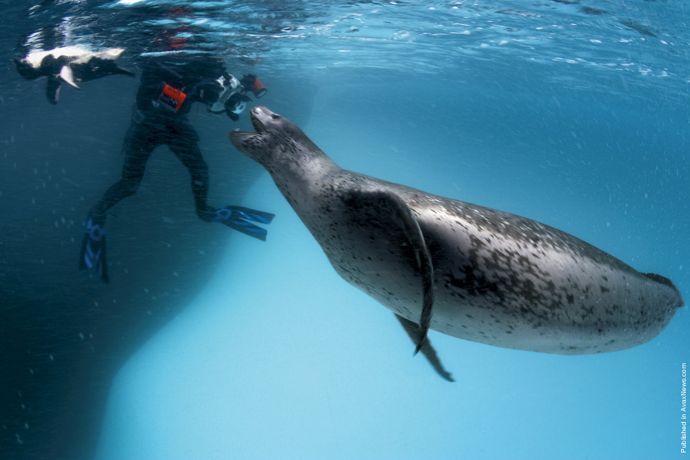 Polar Tales By Paul Nicklen. Part I