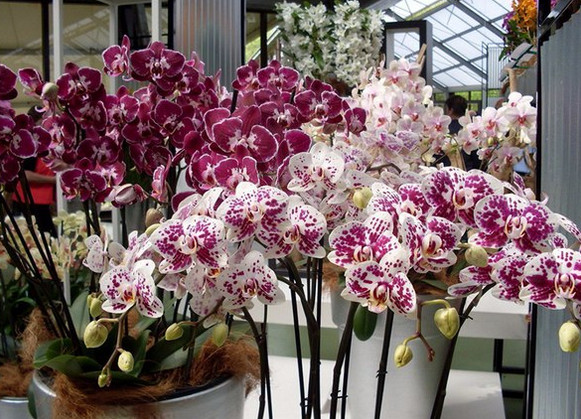 Секреты рассадки орхидей: как 1 растение превратить 100!