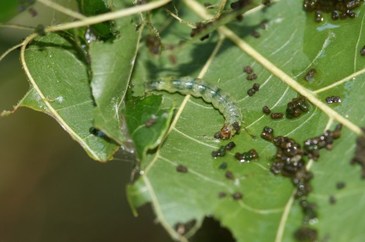 Листовёртка (Tortrix moths)