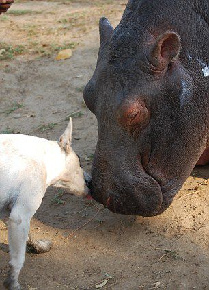 животные, дружба