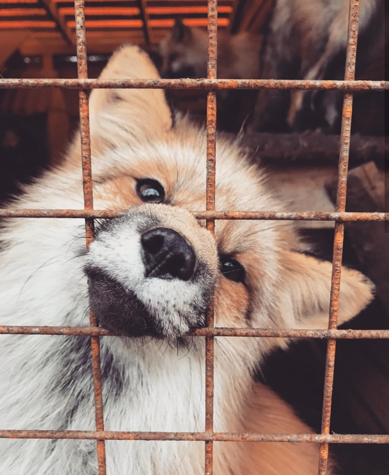 Угадайте что за зверь такой на фото! Угадайте что за зверь такой на фото! Будем жить, животные, помощь