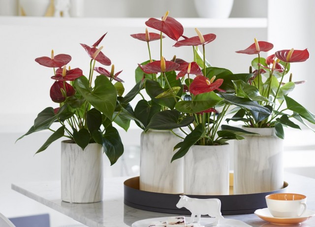 Антириумы (Anthurium)