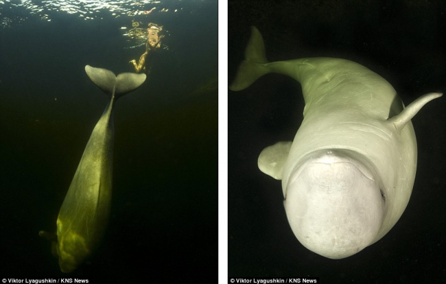 Принцесса китов...