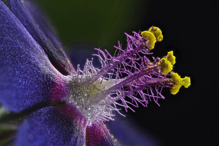 Снимки фотоконкурса «Nikon Small World 2016» (18 фото) Интересные микро снимки живой природы (18 фото)