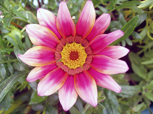 ������ �������