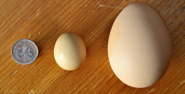 Почему яйцо имеет такую форму?