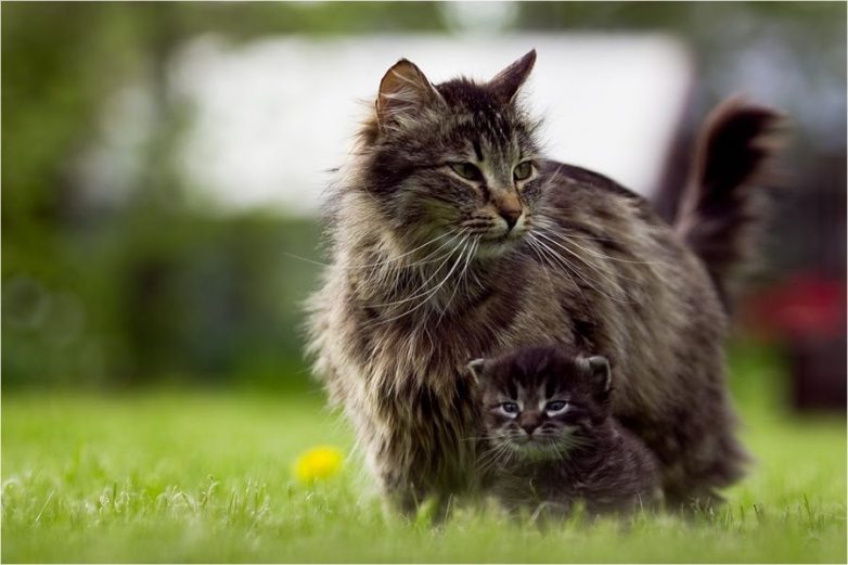 Кошки-мамочки Кошки-мамочки